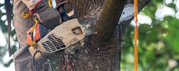 Best Leaf Removal  in Lake Tansi, TN