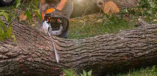 Organic Lawn Care Solutions in Lake Tansi, TN