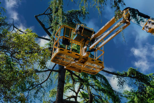 Best Tree Disease Treatment  in Lake Tansi, TN