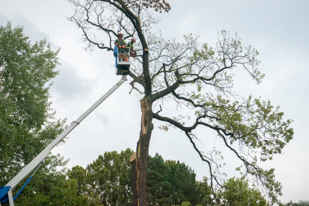 Best Tree Trimming and Pruning  in Lake Tansi, TN