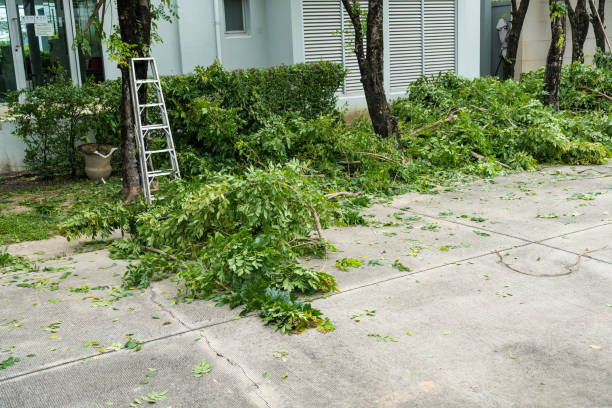 Best Arborist Consultation Services  in Lake Tansi, TN