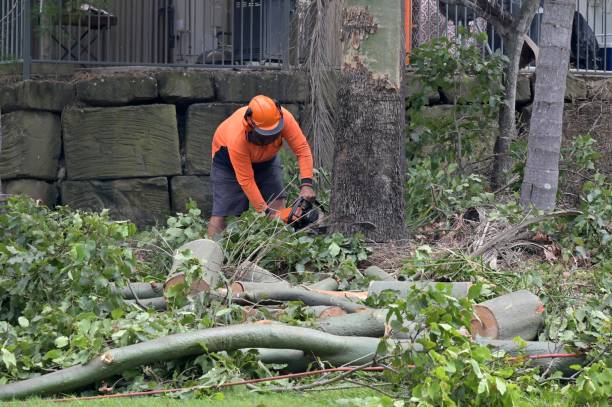 Best Commercial Tree Services  in Lake Tansi, TN