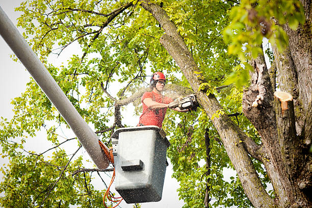 Best Hazardous Tree Removal  in Lake Tansi, TN